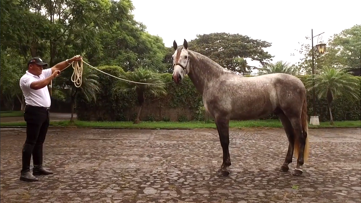 GITANO AW, RANCHO MIMENAA. CAMPEÓN CENTROAMERICANO FERPRE 2019