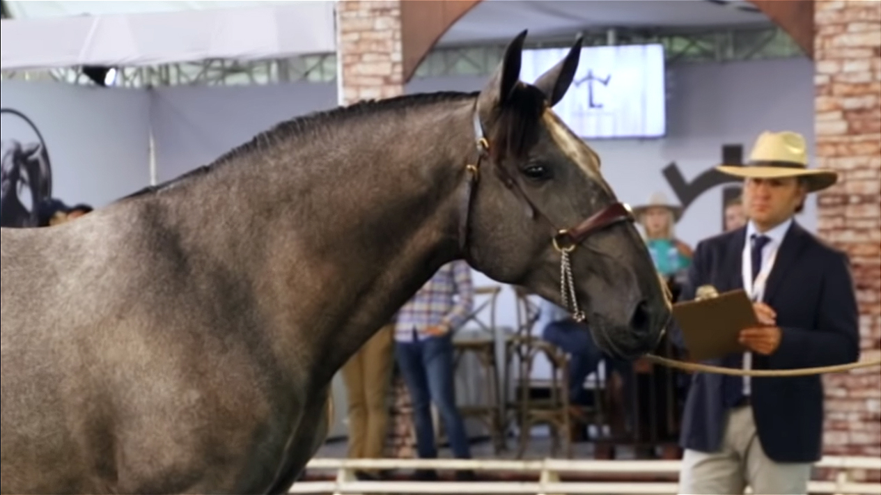 RANCHO MIMENAA TRIUNFA CON GITANO AW, GRAN CAMPEON CENTROAMERICANO 2019