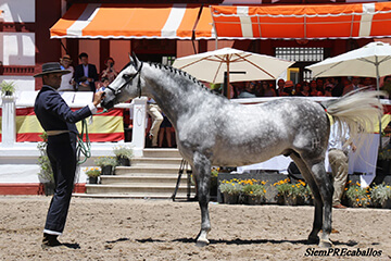 CAMPEON DE CAMPEONES propiedad de hnos