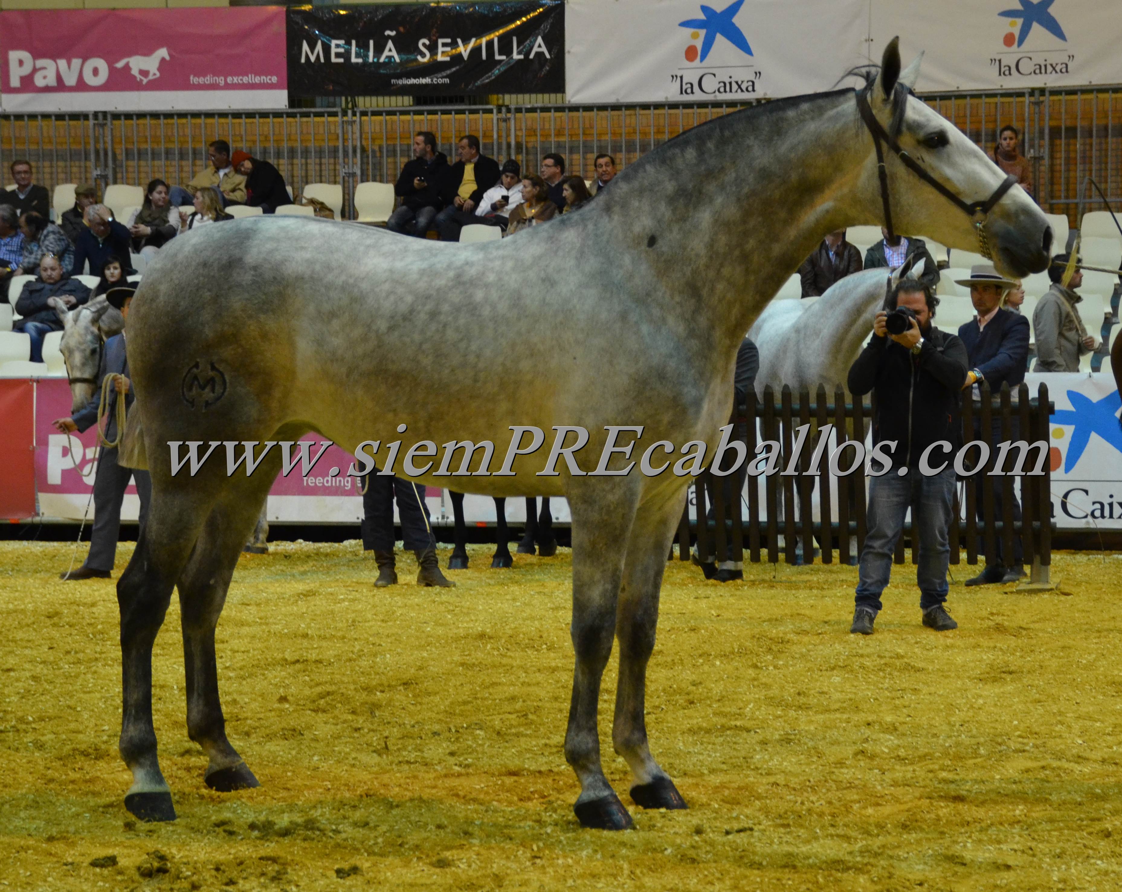 JAMILIA DE MARTET CAMPEONA DE ESPAÐA EN POTRAS DE DOS AÐOS