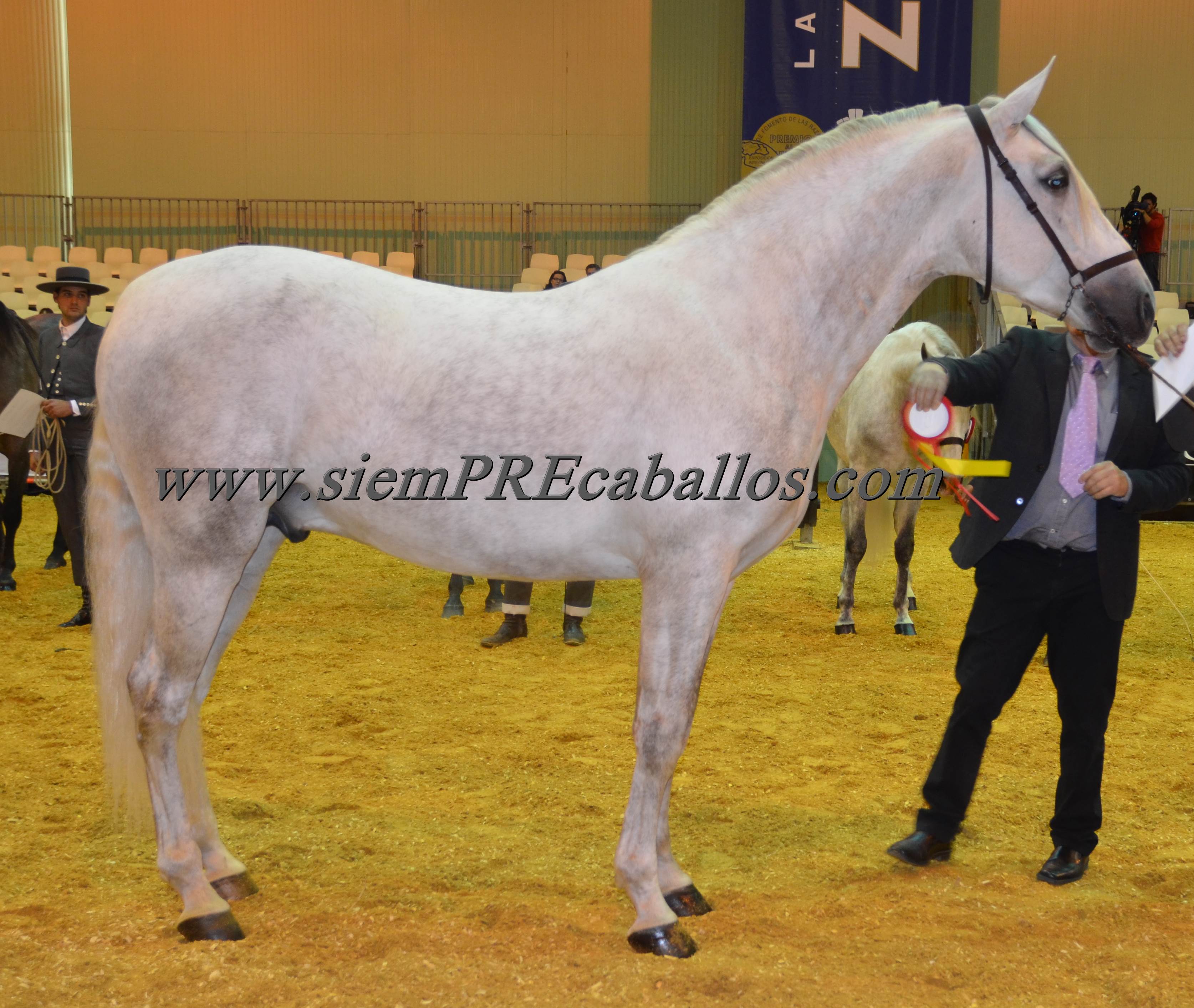 SF AUDITOR DE Y. SAN FRANCISCO CAMPEON DE ESPAÐA EN POTROS DE 3