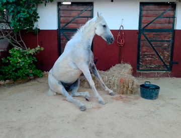 caballo enfermo 360