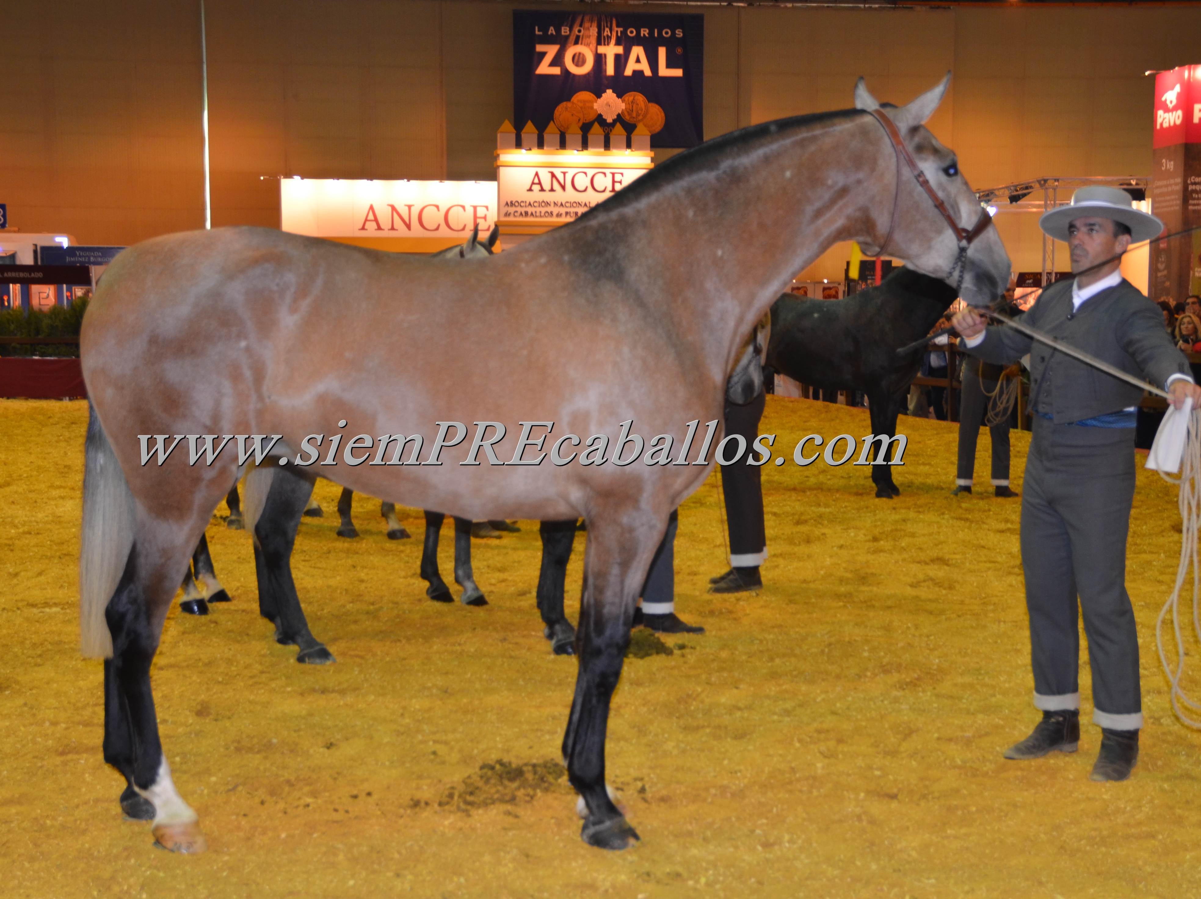 sf oriola de y. san francisco campeona de espa±a en potras de tres