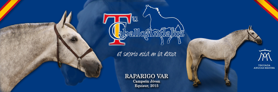 tu caballo andaluz 2