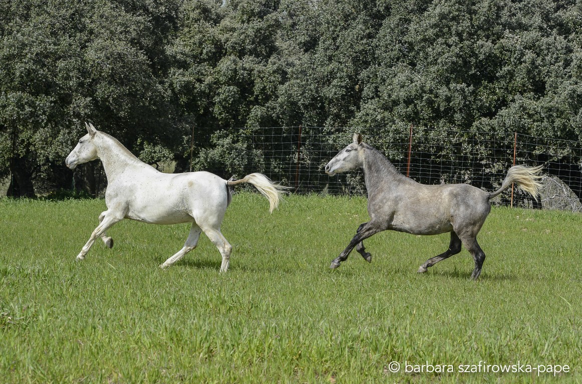 untitled 8236.jpgMINERVA Y IRIS Copiar