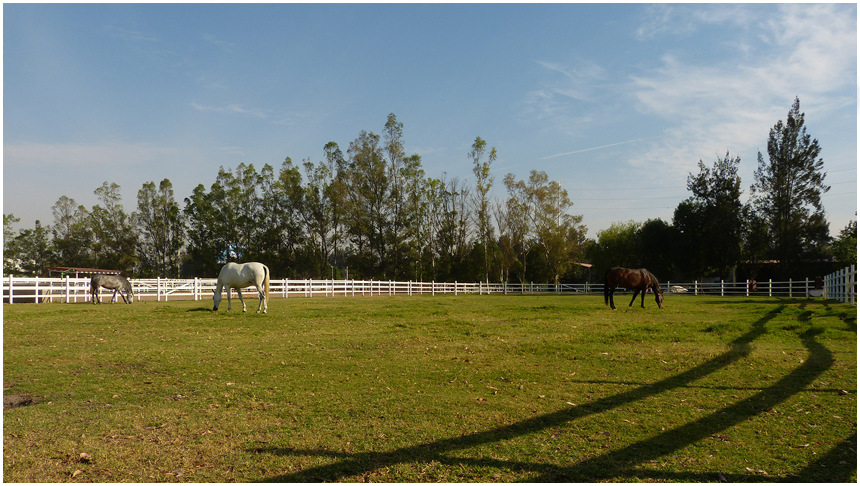 RANCHO LA STELLA, CABALLOS DE PURA RAZA ESPAÑOLA EN MEXICO