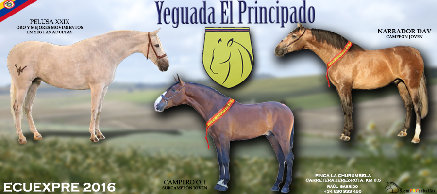 BANNER EL PRINCIPADO