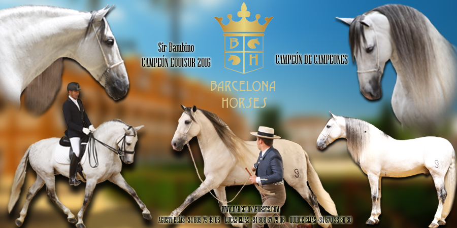 1 BANNER BARCELONA HORSES