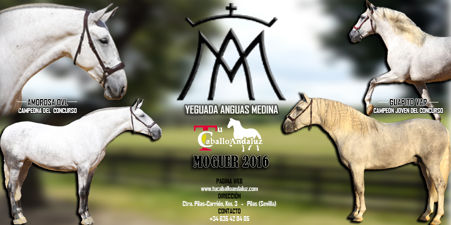 BANNER ANGUAS MEDINA