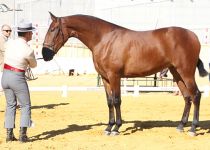 ADAMA JL DE Y. THE WOLF SUBCAMPEONA JOVEN DEL CONCURSO. PRESENTA RAFAEL YÑIGUEZ