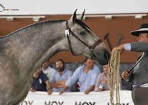 AGUILA BLANCA JUR DE Y ANGUAS MEDINA ORO Y MEJORES MOVIMIENTOS EN POTROS DE DOS ANOS