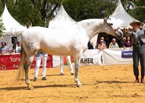 ALGARVE JB DE Y. JIMENEZ BURGOS BRONCE EN YEGUAS ADULTAS