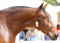 ALTANERA TORRELUNA DE Y. TORRELUNA BRONCE EN YEGUAS DE 4 ANOS