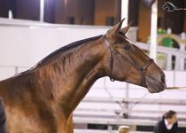 ALTEZA DE TORRELUNA BRONCE EN POTRAS DE 3 AÑOS