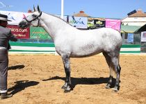 AMOROSA OVL DE ANGUAS MEDINA MEDALLA DE ORO EN YEGUAS DE 5 Y 6 AÑOS