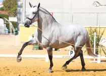 AMOROSA OVL DE ANGUAS MEDINA ORO Y MEJORES MOVIMIENTOS EN SECCION 9 Y CAMPEONA DEL CONCURSO