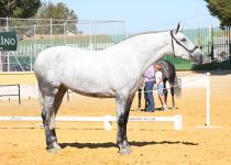 AMOROSA OVL DE Y. ANGUAS MEDINA CAMPEONA DEL CONCURSO