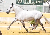 AMOROSA OVL ORO Y MEJORES MOVIMIENTOS EN YEGUAS DE 5 Y 6 AÑOS