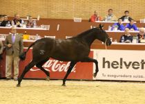 ANDALUZA K DE Y. KANEL DECIMA POSICION EN POTRAS DE DOS AÑOS