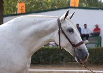 ARMAS ENEA SUBCAMPEONA DEL CONCURSO