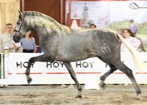 ARMAS LIMENO  DE CONDESA DE BARDEAU BRONCE EN POTROS DE DOS ANOS