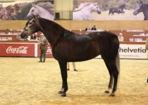 ATREVIDA MIBXI SUBCAMPEONA DEL MUNDO EN YEGUAS DE 5 Y 6 AÑOS. GANADERIA SANTOS PEREIRA