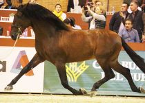 ATREVIDO MANGO DE Y. ANDIC CAMPEON DEL MUNDO DE MEJORES MOVIMIENTOS