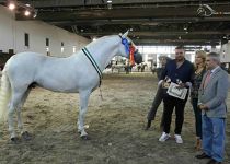 AUDITOR II DE SAN NICOLAS SUBCAMPEON DEL CONCURSO Y CAMPEON EN SEMENTALES ADULTOS