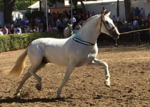 AUDITOR II DE Y SAN NICOLAS ABSOLUTO VENCEDOR DEL CONCURSO