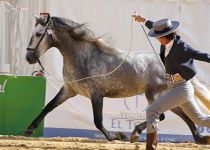 BANDOLERO TORRELUNA CARLOS PINTA