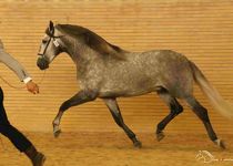 BANDOLERO TORRELUNA DE Y. BATAN BRONCE EN POTROS DE 3