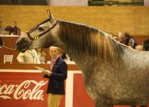 BANDOLERO TORRELUNA DE Y. TORRELUNA BRONCE EN POTROS  DE DOS AÑOS