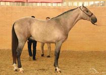 BARBARO DE LA LUZ DE YEGUADA 5 J MARQUEZ PLATA EN POTROS DE DOS ANOS