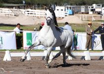 BARON SF DE YEGUADA AC ORO EN SEMENTALES ADULTOS