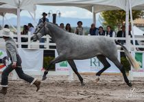 BATUTA GAV DE Y. LA GAVIA CAMPEONA DEL CONCURSO