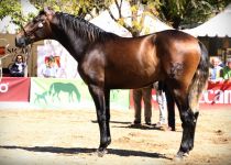 BOTICARIO DE LA ROSA DE HACIENDA DE LA ROSA ORO EN POTROS DE 2 AÑOS