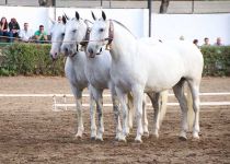 BRONCE EN COBRAS DE TRES YEGUAS PARA Y. SAN NICOLAS