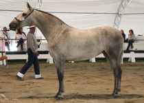 BULERIA DE TORRELUNA DE AGROPECUARIA HERMANOS CASTILLO ORO EN POTRAS DE DOS AÑOS