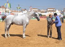 CAMPEON DEL CONCURSO TESORO DE TORRELUNA