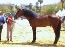 CAMPEON DE FUNCIONALIDAD CORIANO MANGO DE Y. ANDIC