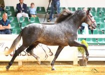 CANTINERO AZAHAR DE PRE CABALLOS ORO Y MEJORES MOVIMIENTOS EN SEMENTALES DE 4 AÑOS