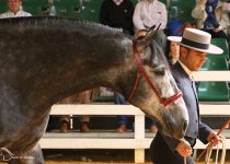 CANTINERO AZAHAR DE PRE CABALLOS ORO Y MEJORES MOVIMIENTOS EN SEMENTALES DE 4 AÑOS. PRESENTA CARLOS ROMERO