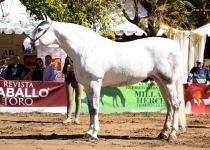 CARBONERA DE LA ROSA XI DE HACIENDA DE LA ROSA ORO EN YEGUAS DE 5 Y 6 ANOS Y CAMPEONA DEL CONCURSO