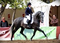 CARBONERO DE LA ROSA VIII DE HACIENDA DE LA ROSA MONTADO POR CARLA JUDIT ORO EN  SEMENTALES DE 5 Y 6 ANOS