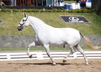 COBENA PLC DE ROBERTO MOLL CAMPEONA CENTROAMERICANA