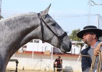 CRISTINE AC DE YEGUADA AC CAMPEONA JOVEN DEL CONCURSO