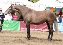 CURIOSA GUARDIOLA DE HROS DE SALVADOR GUARDIOLA FANTONI ORO EN POTRAS DE 3 AÑOS Y CAMPEONA JOVEN DEL CONCUSO