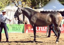 DANIELA DE LA ROSA DE HACIENDA DE LA ROSA BRONCE EN POTRAS DE 2 AÑOS. PRESENTA ELOY DELGADO