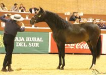 EDUCADO DE AZAHAR CAMPEON DEL MUNDO EN POTROS DE DOS AÑOS DE LA MANO DE MANUEL VERA