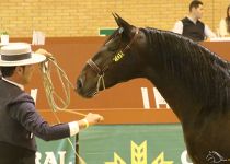 EDUCADO DE AZAHAR DE PRE CABALLOS CAMPEON DEL MUNDO EN POTROS DE DOS AÑOS. PRESENTA EL MAESTRO MANUEL VERA